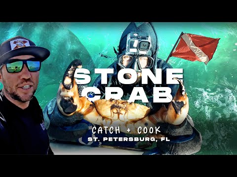 Late Season Diving for Florida Stone Crab Claws (Catch and Cook) w/ Captain Ray in St Petersburg