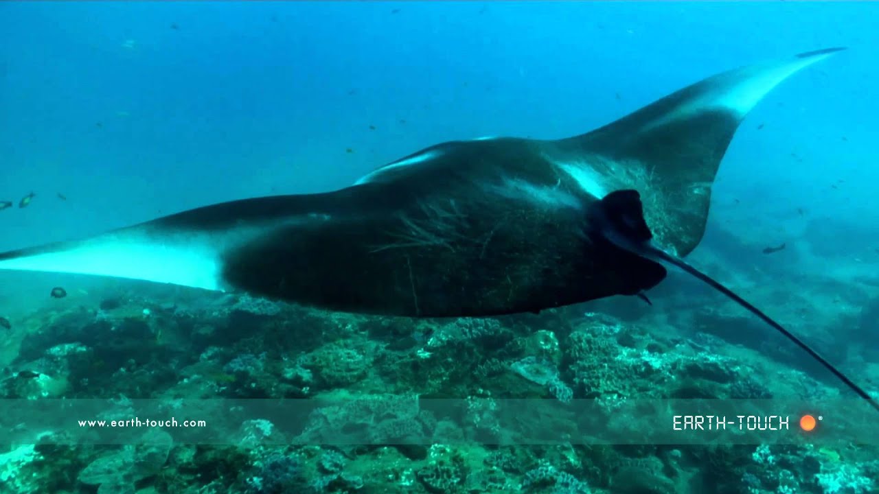 Manta Ray