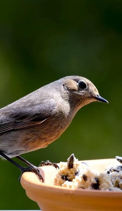 Vögel im Garten der Hausrotschwanz garten gartentipps gartenarbeit 