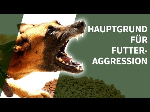 Video: Hilfe für Hunde mit Futteraggression