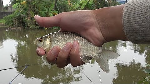 Không ngờ cái ao nhỏ xíu mà nhiều cá diếc quá