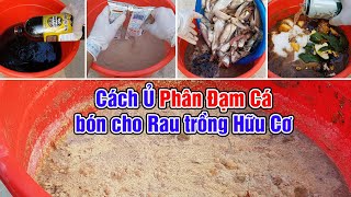 How to make organic fertilizer from fish for plant