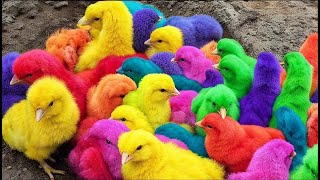 World Cute Chickens, Colorful Chickens, Rainbows Chickens, Cute Ducks, Cat,Cute Animals, Rabbits