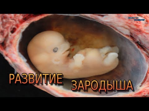 Развитие зародыша человека / Development of the human embryo