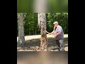 Giant Dead Tree? Red Beard Knife & Tool Takes It Down! #shorts