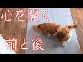 【保護犬】ご飯前のテンションの上がり方　心を開く前と後を比較してみた【カニンヘンダックスえびすの日常】