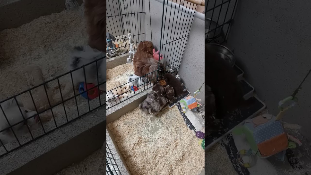 Neuigkeiten aus der Wurfkiste, von unseren Groß & Mittelspitz Welpen.