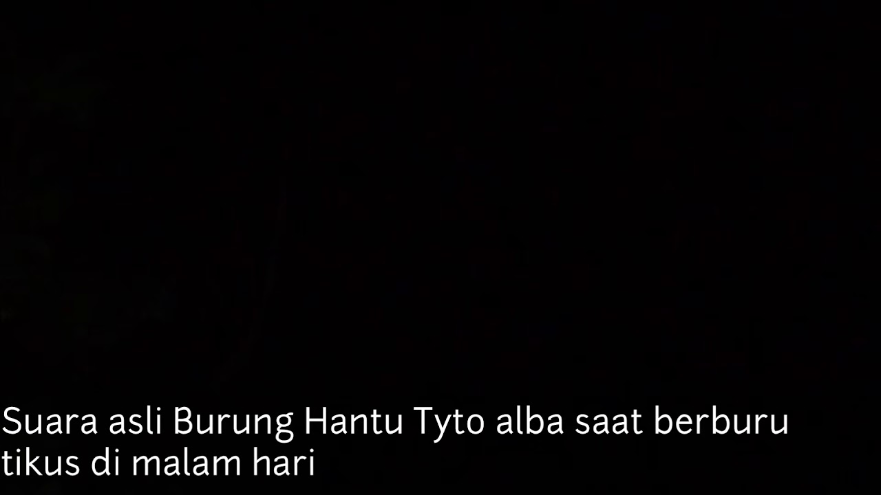 Download Suara Burung Dares Buat Pikat Mp3 Mp4 3gp Flv Download