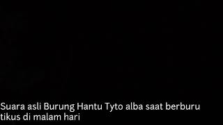 Ngeri ! Suara Asli Burung Hantu Tyto alba saat berburu tikus di malam hari