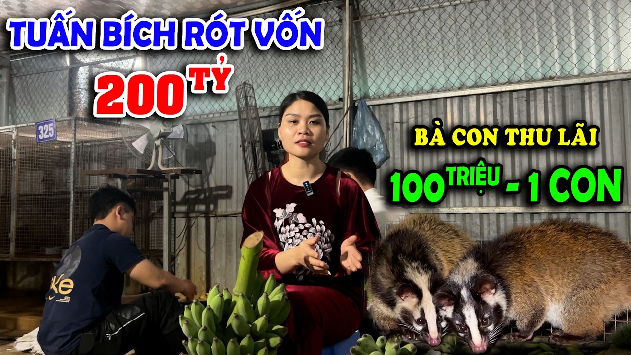 HỆ THỐNG TRANG TRẠI ĐVHD TUẤN BÍCH RÓT VỐN 200 TỶ ĐỒNG BÀ CON HÁI LỢI NHUẬN 100 TRIỆU/1 CON
