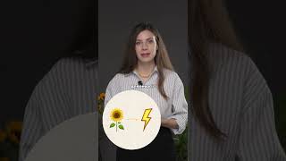 Соняшникова олія з України: експорт, факти і світове лідерство