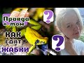 Как ЕДЯТ ЖАБКИ ?