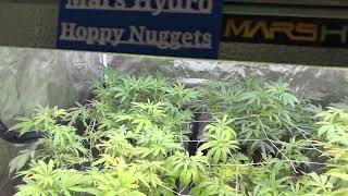 2022 Grow￼ .Season two￼ Hoppy nuggets￼￼