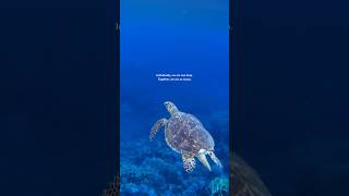 “Individually, we are one drop. Together, we are an ocean.” – Ryunosuke Satoro #oceanwisdom #quotes