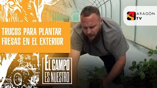 Trucos para plantar fresas en el exterior