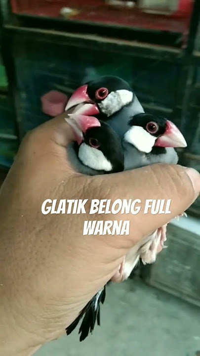 GLATIK BELONG FULL WARNA WA 08811360234