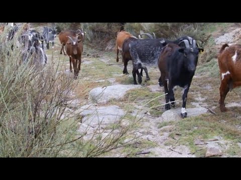 Amo el campo - Manuel Picón (Videoclip Oficial)