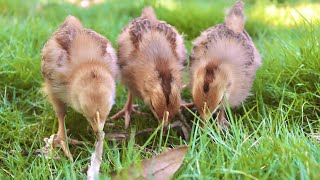 Como Fazer Bebedouro Caseiro P Pintinhos? Agrocriacao