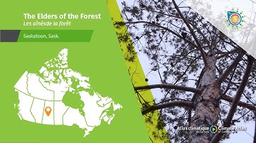 De ouderen van het bos: het perspectief van een Métis-dendroklimatoloog