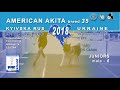 AMERICAN AKITA | JUNIOR MALES CLASS | CACIB DOG SHOW - IDS KYIVSKA RUS | 08 dec 2018