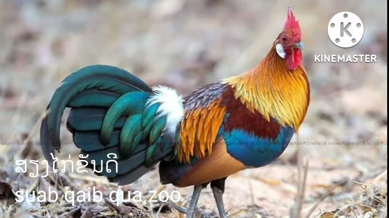 suab qaib qua zoo nawb :2022