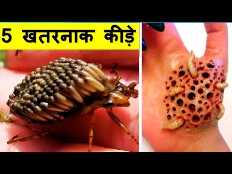 वीडियो: वसंत में कीड़े कहाँ से आते हैं