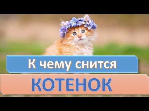 К чему снится КОТЕНОК | СОННИК