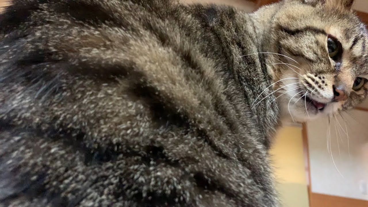 【猫】寝る人乗る猫