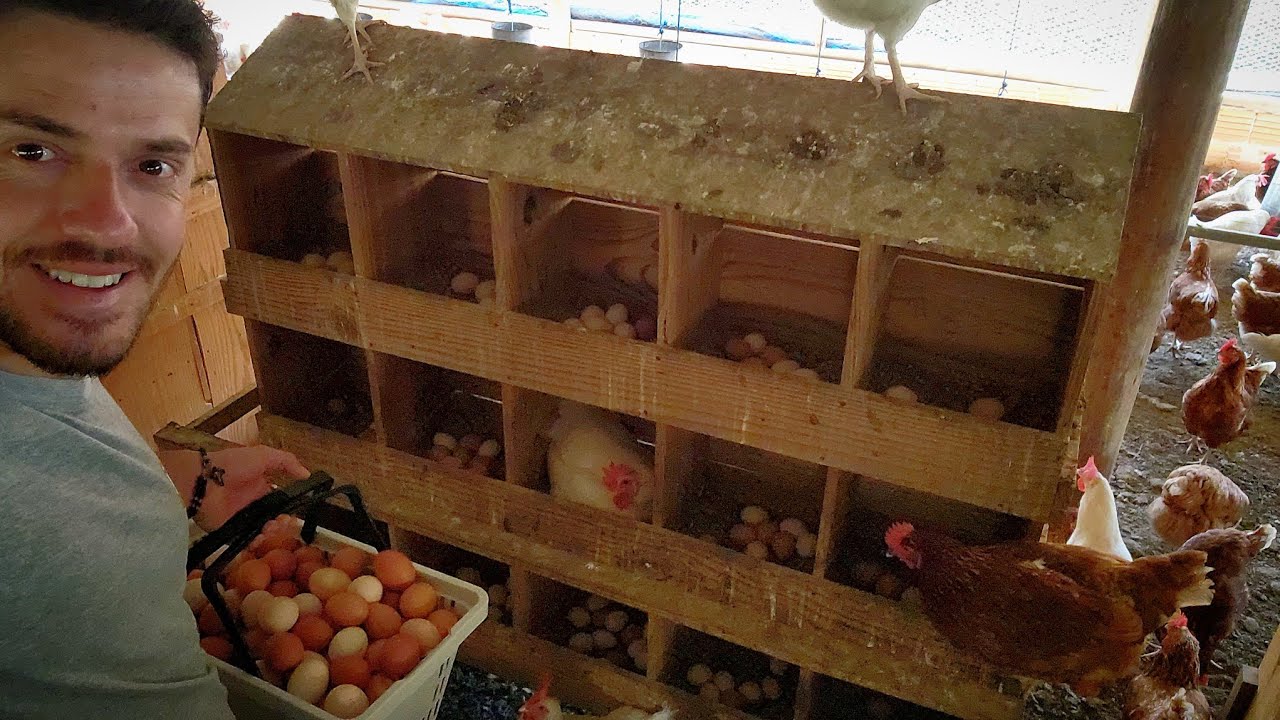 OPORTUNIDADE🚨 Vamos vender nossas galinhas! Ainda estão botando muito 🥚🐓🥚🐓🥚