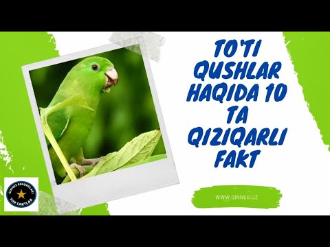 Video: Bolalar uchun to'tiqushlar haqida qiziqarli fakt