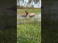 Village Boy Fish Catch #ytshorts #shorts