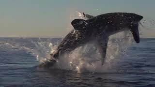 Animal Life Bengali31