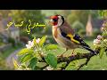 يسعدلي صباحو Cover إحساس صباحي دافئ من روائع Mohamed Jamal mp3