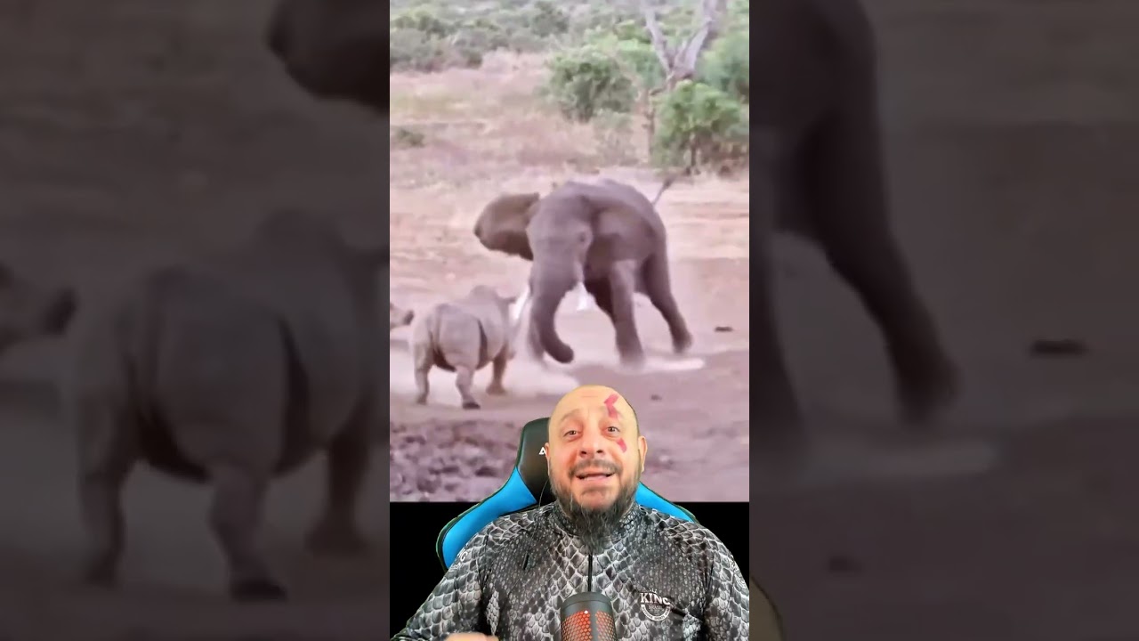 Filhote de búfalo assustou elefante sim