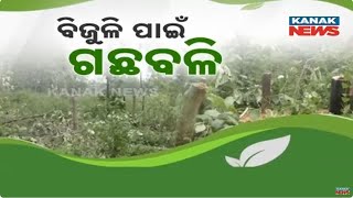 Trees Cut Illegally In Jharsuguda For Power Line To Factory; Forest Dept Approval Missing