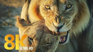 Lion Must Receive 8K Video  || Wild Animal Attack