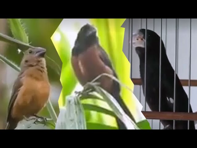 BURUNG PIPIT DI AMERIKA SERIKAT: Tembus Ratusan Juta, Tonton dan Dengar Kemerduan Suaranya class=