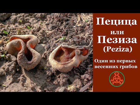 Video: Пезиза грибогу коркунучтуубу?