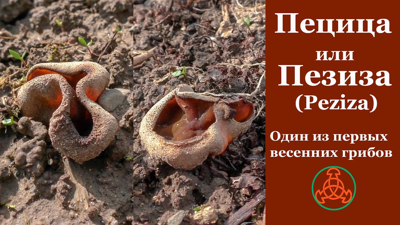 Пецица или пезиза (Peziza). Один из первых весенних грибов.
