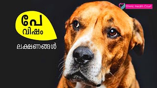 ഏതൊക്കെ മൃഗങ്ങൾ കടിച്ചാൽ പേ വിഷ ബാധ ഉണ്ടാകും? റാബീസ് രോഗം അറിഞ്ഞിരിക്കേണ്ടത് |  Ethnic Health Court