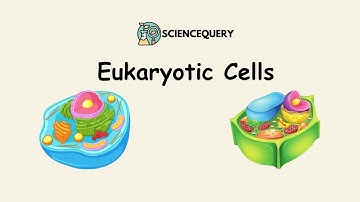 Eukaryotic cell:  Structure, Function, and Organelles