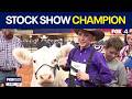 Fort Worth Stock Show &amp; Rodeo crowns champion steer