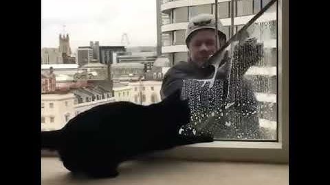 Cat plays with window cleaner