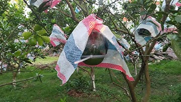 bưởi hồ lô em tập làm ,em sẽ có video hướng dẫn tỉ mỉ nhé bà con