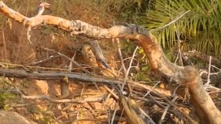 Zimbabwe:parc national de Hwange