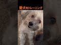 愛犬を紹介するダクアビス