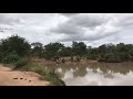 The Jabulani herd enjoying their daily swim!