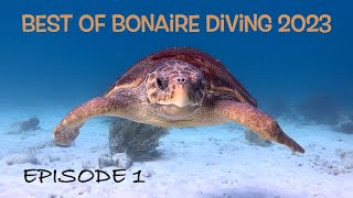 Diving Bonaire 2023 - Best Moments:  Episode #1 | TropicLens - 4K