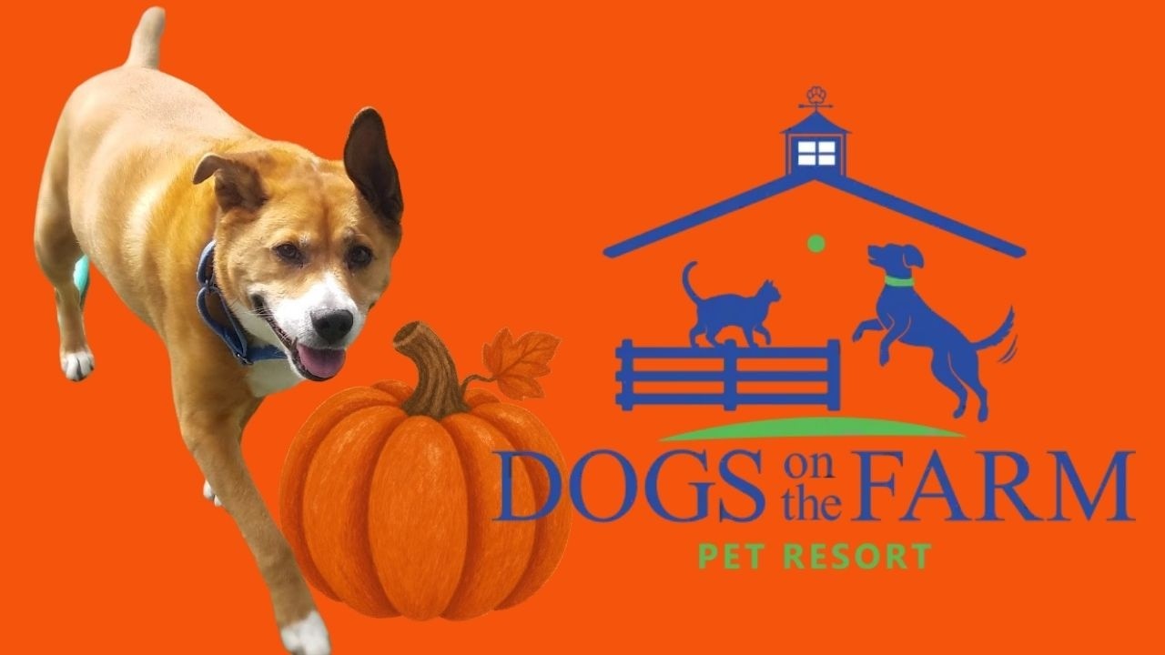 Playtime at Dogs On The Farm Pet Resort!