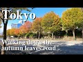 4kwalking down the autumn leaves road ochanomizusuidoubashi  tokyo nov272021